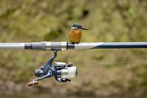 Common Kingfisher