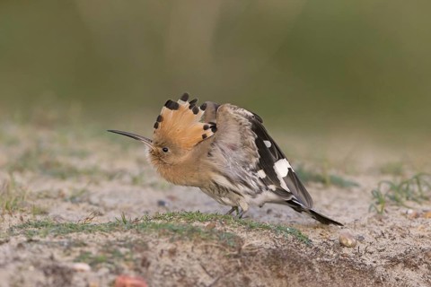 Eurasian Hoopoe