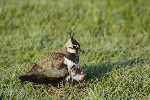 Northern Lapwing