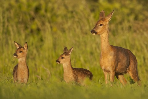 Western Roe Deer