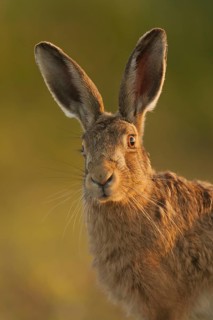 European Hare