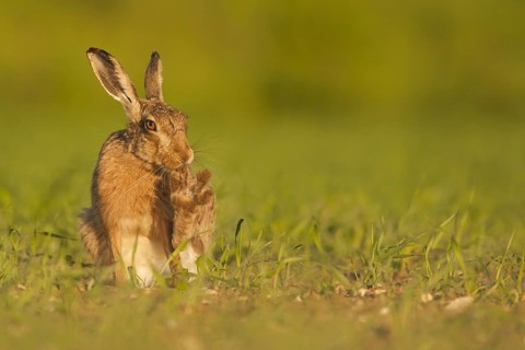 European Hare