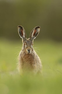 European Hare