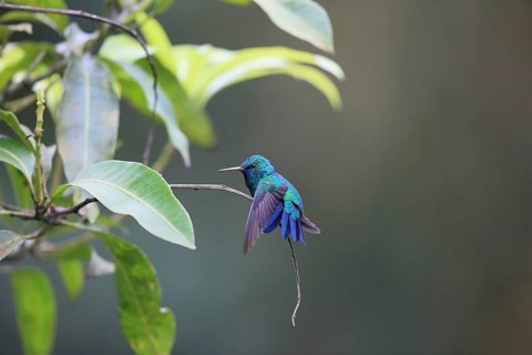 Blue-chinned Sapphire
