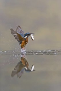 Common Kingfisher