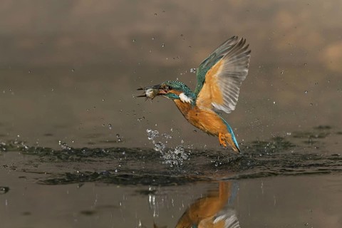 Common Kingfisher