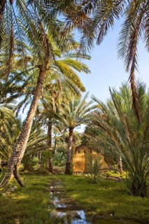 Oasis near the old clay settlement of Al Hamra