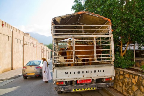 Cattle market