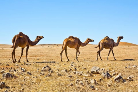 Camel herd on the plateau of Jebel Samhan
