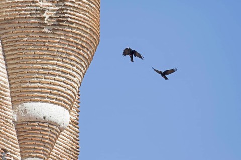 Red-billed Chough
