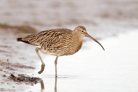 Adult Eurasian Curlew Numenius arquata walking forward into tidal pool off the Causeway to Holy Island