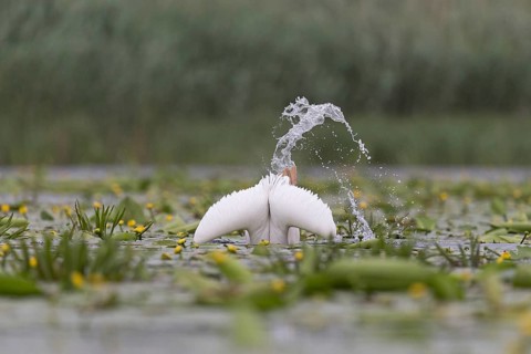 Great White Pelican