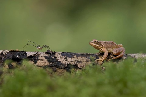 Common Frog