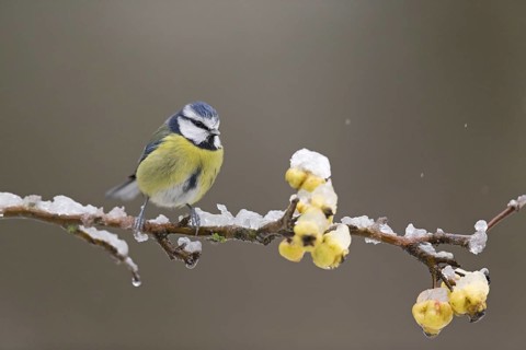 Blue Tit