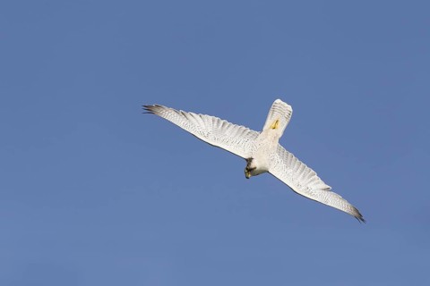 Lanner Falcon