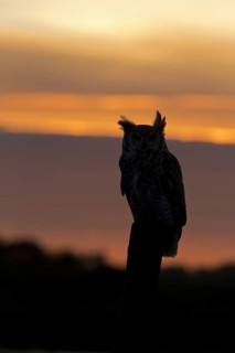Great-Horned Owl