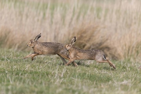 European Hare