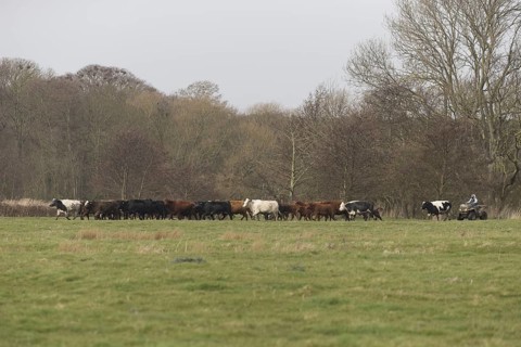 Cattle herd being moved by farmer on quad bike on grazing marsh