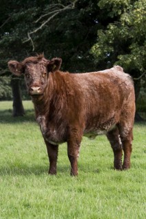 Domestic Cattle