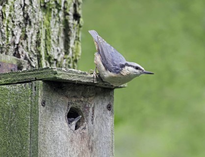 Eurasian Nuthatch