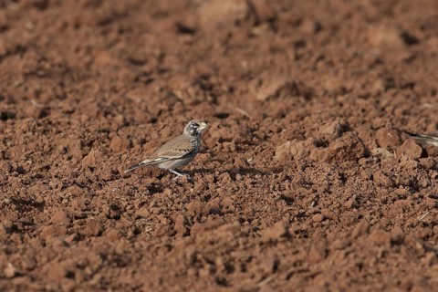 Thick-billed Lark