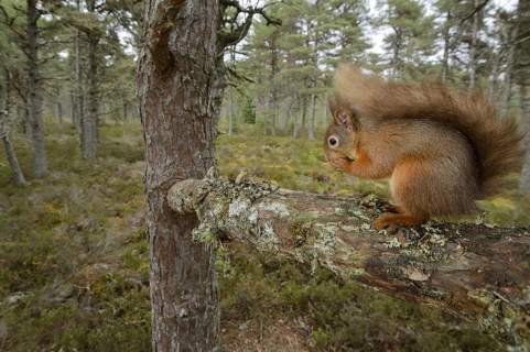 Eurasian Red Squirrel