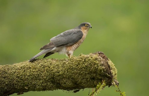 Eurasian Sparrowhawk