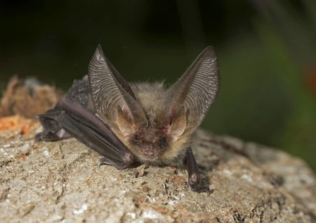 Brown Long-eared Bat