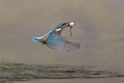 Common Kingfisher