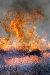 Heather burning on a Grouse Moor in the Yorkshire Dales