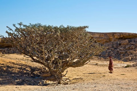 Incense trees in Wadi Doka