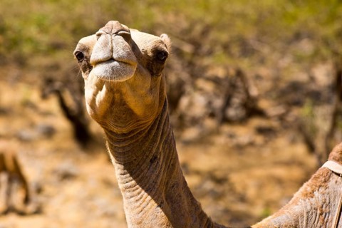 Camel head in Wadi Darbat