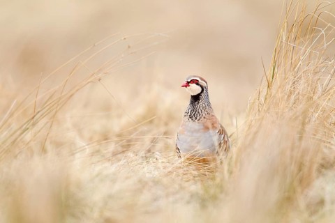 Adult Red legged