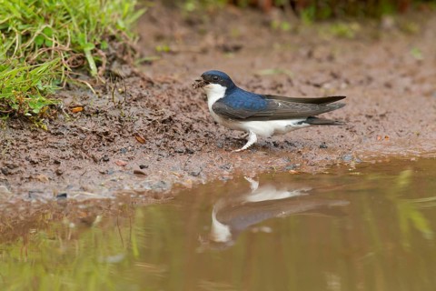 Adult House Martin