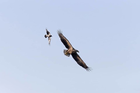 White-tailed eagle