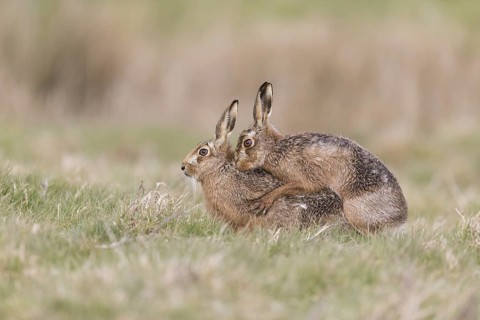 European Hare