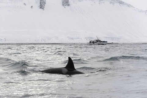 North Atlantic Killer Whale