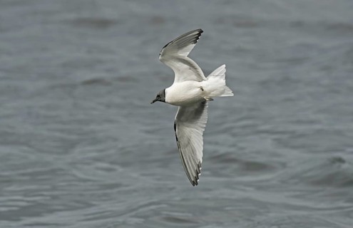 Sabine's Gull