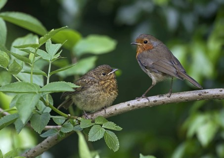 European Robin