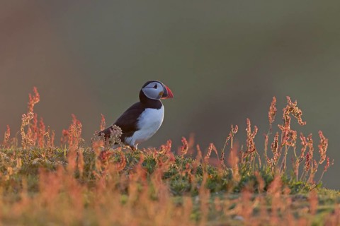 Atlantic Puffin