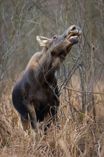 European Elk