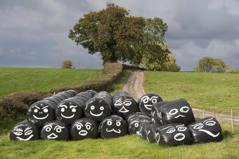 Round bales of silage wrapped in plastic film