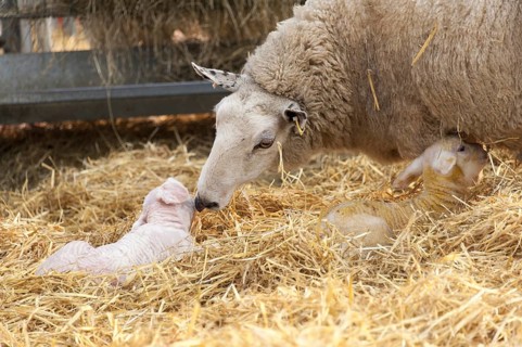 Ewe in lambing shed with newborn twin lambs