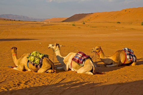 Camels