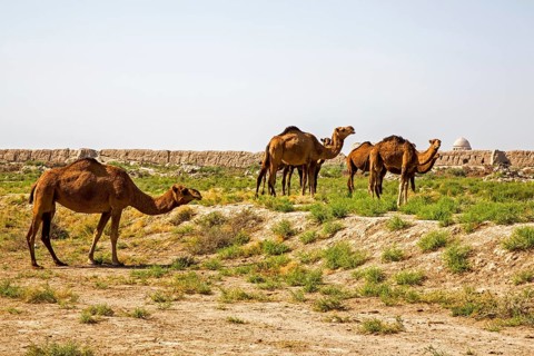 Dromedaries in front of ancient city wall