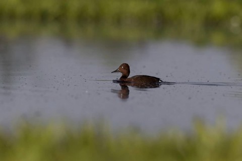 Ferruginous Duck