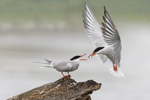 Common Tern