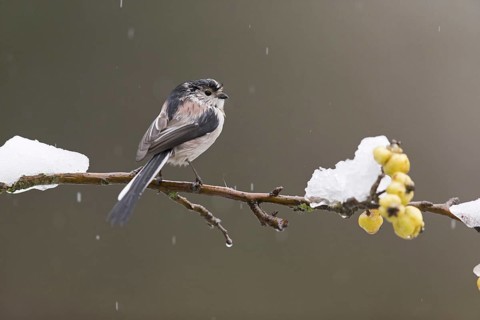 Long-tailed Tit