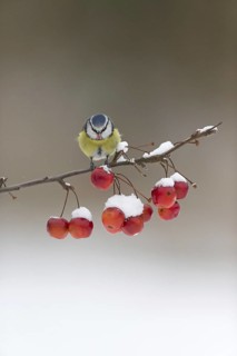 Blue Tit