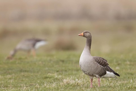 Greylag Goose